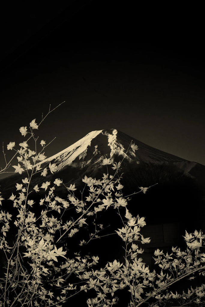 Japanese Culture and Identity Through the Lens