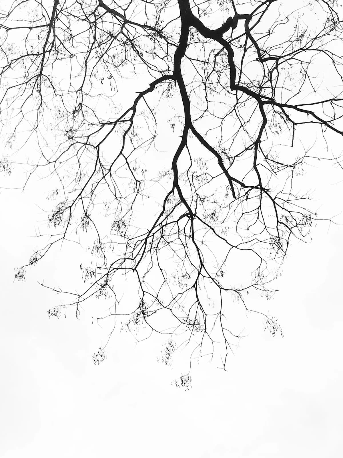 Bare branches seen upside down. From After Beauty by Maura Sullivan.