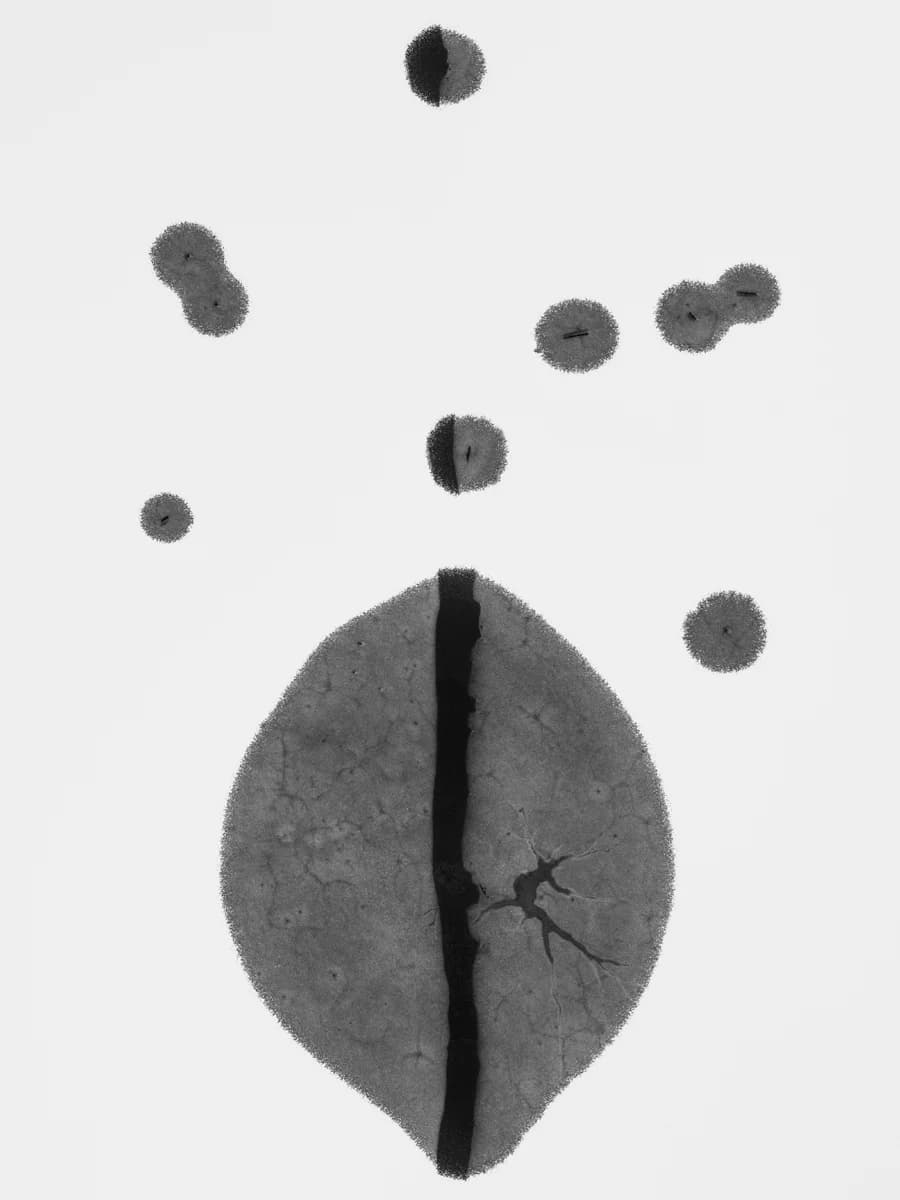 Leaf-shaped form and scattered dots. From Event Horizon by Kacper Kowalski.