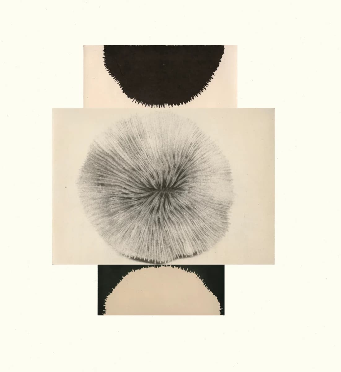 Collage with a circular coral form. From Understanding the Landscape by Babs Decruyenaere.